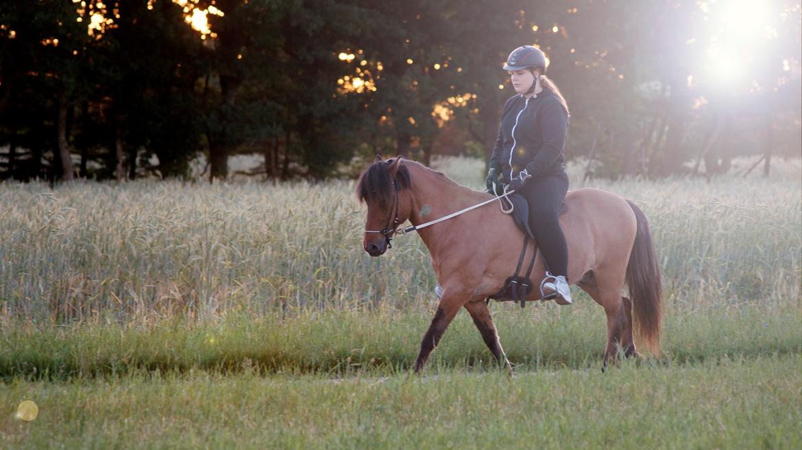Islænder Galfir frá Hrafnsstöðum billede 2