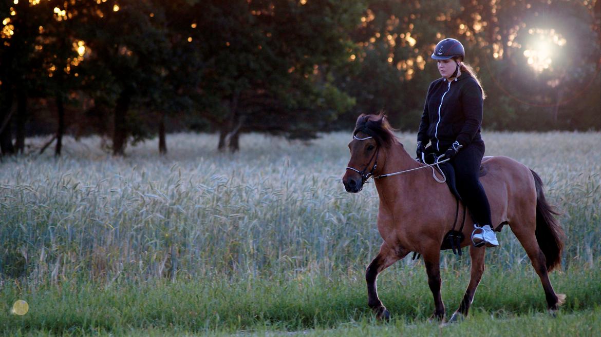 Islænder Galfir frá Hrafnsstöðum billede 5