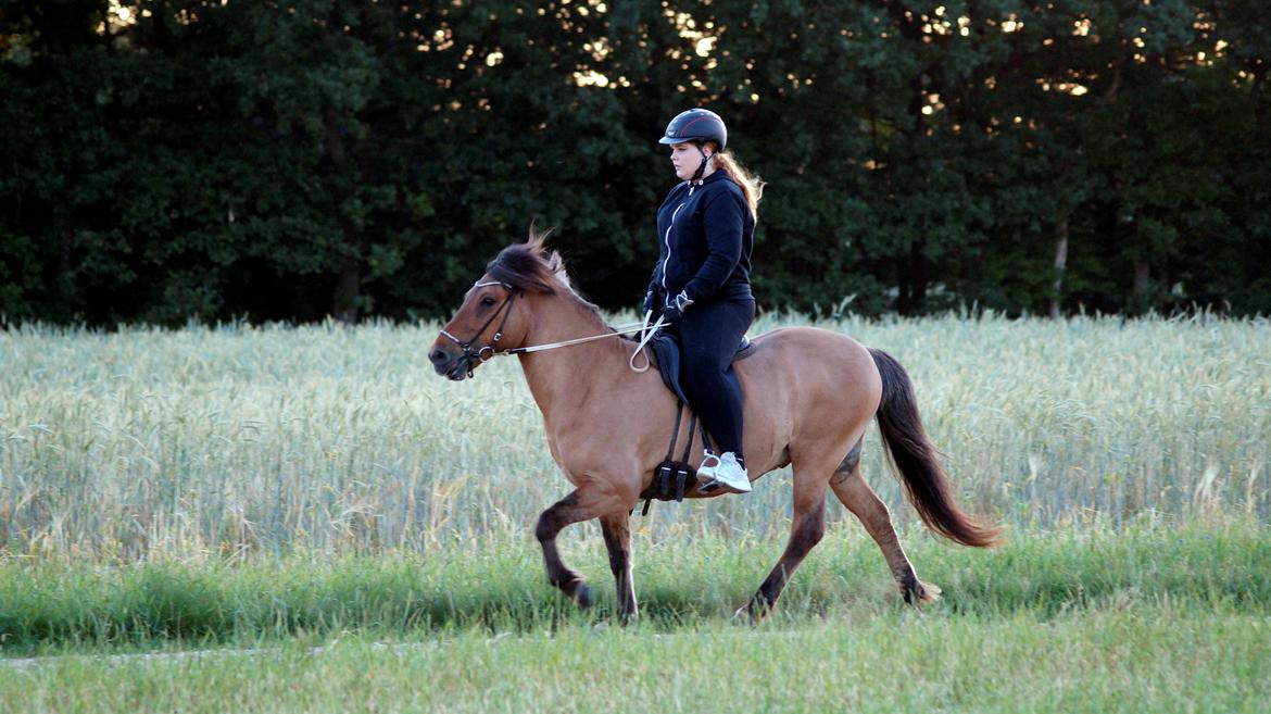 Islænder Galfir frá Hrafnsstöðum billede 9