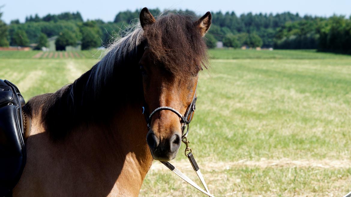 Islænder Galfir frá Hrafnsstöðum billede 7