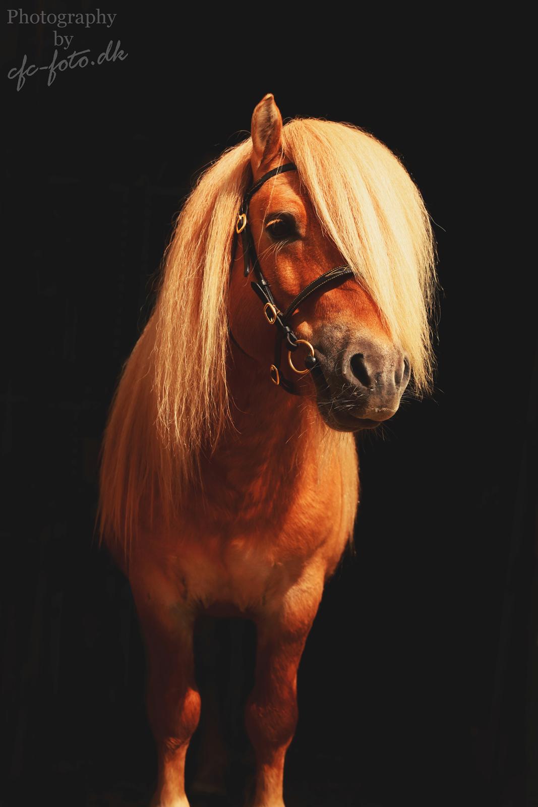 Shetlænder Rosenstandens balou - Guldpony billede 9