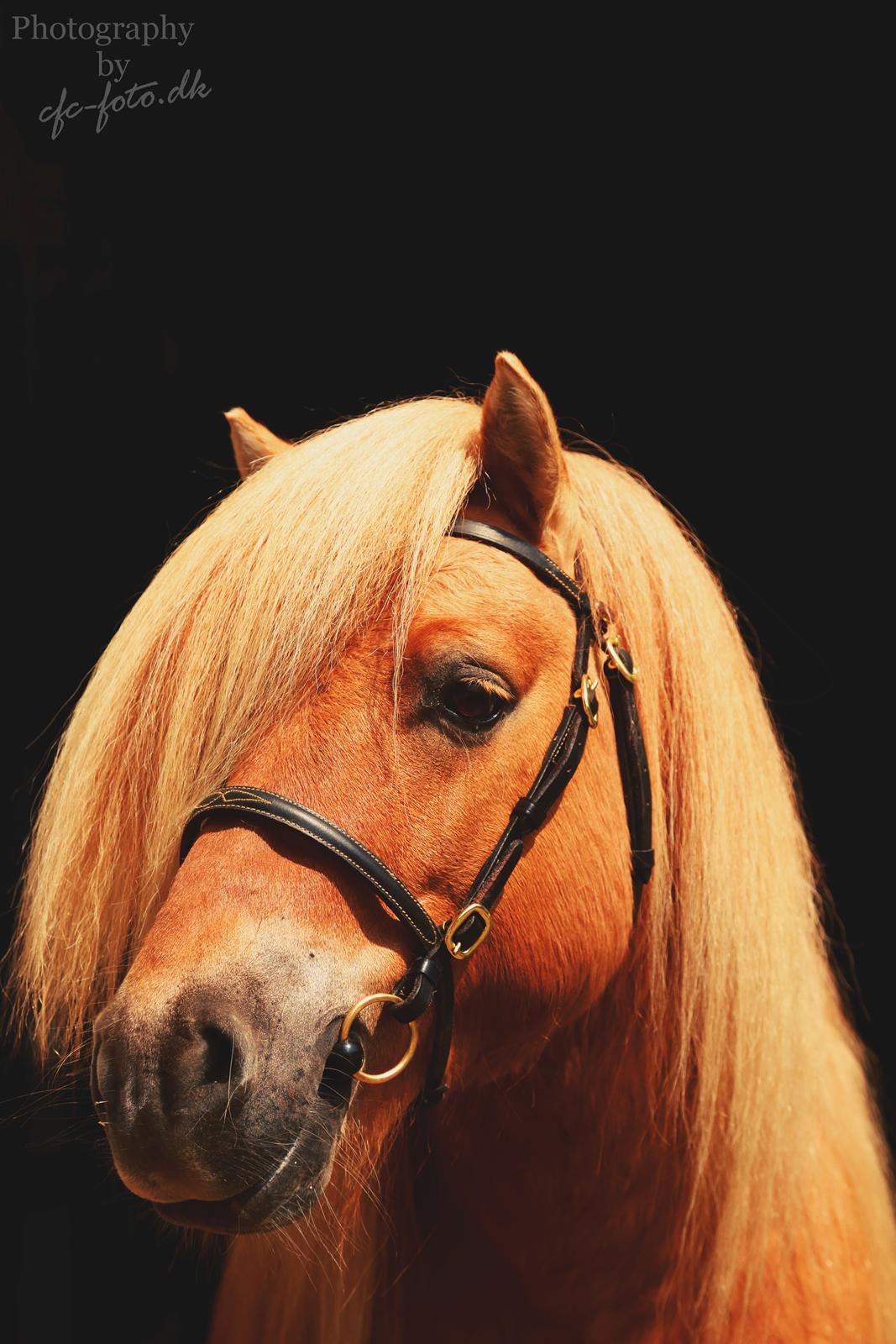 Shetlænder Rosenstandens balou - Guldpony billede 7