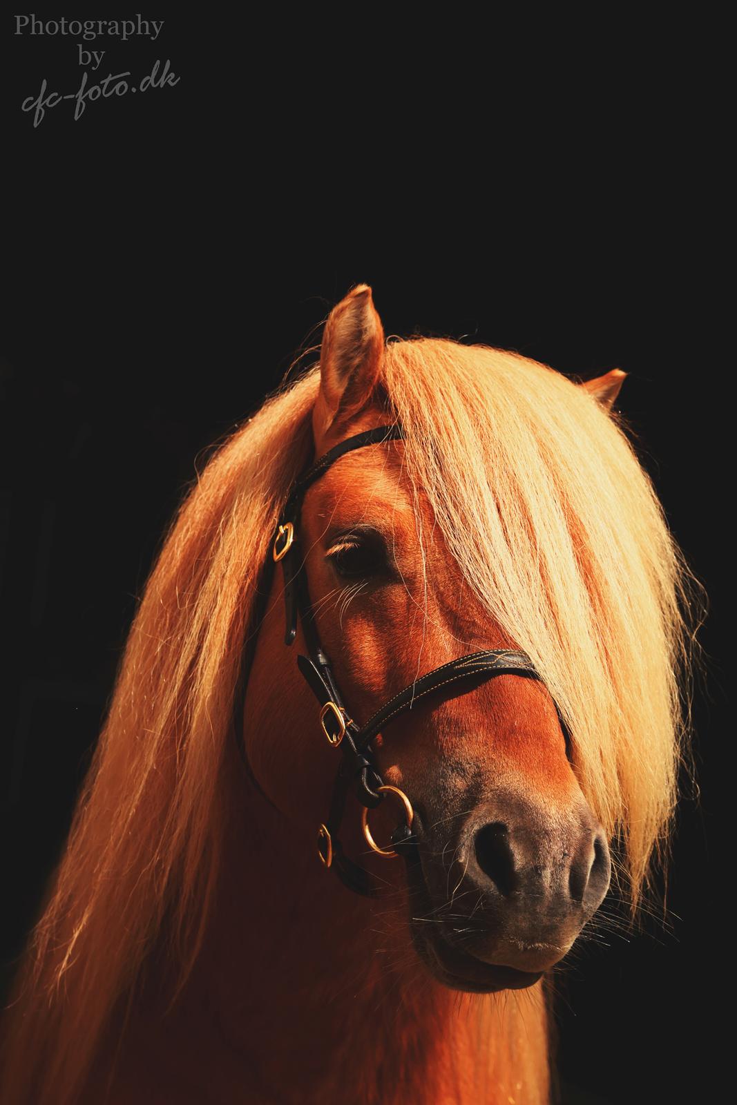 Shetlænder Rosenstandens balou - Guldpony billede 8