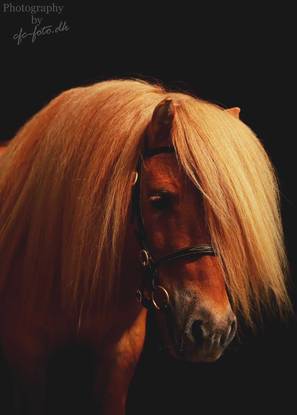 Shetlænder Rosenstandens balou - Guldpony billede 6