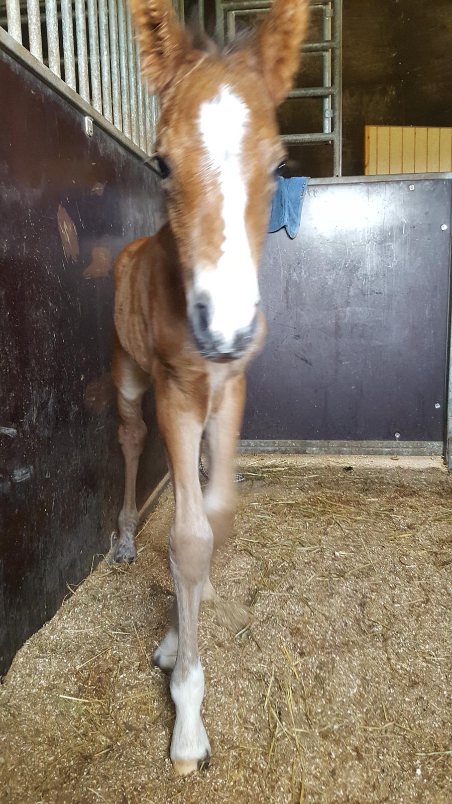 New Forest Harbogaards Solo billede 7