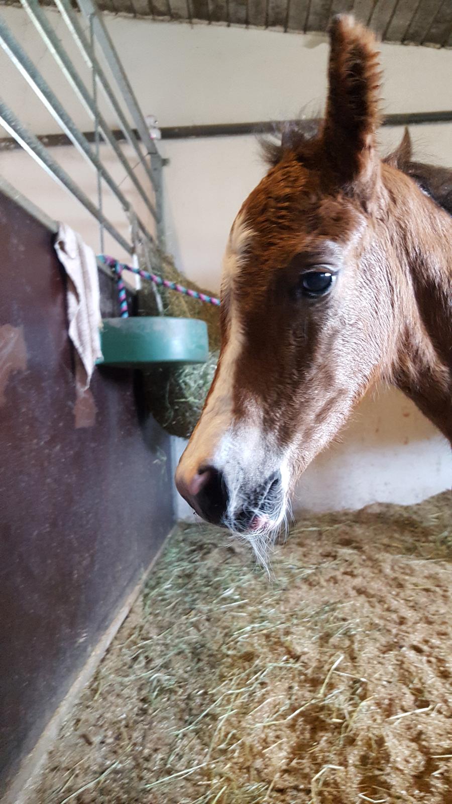 New Forest Harbogaards Solo billede 9