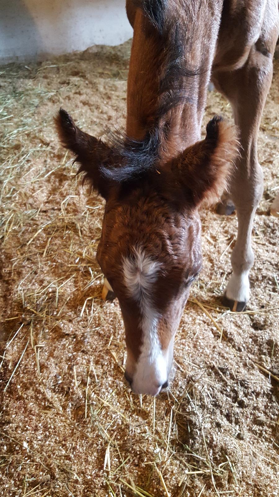 New Forest Harbogaards Solo billede 10