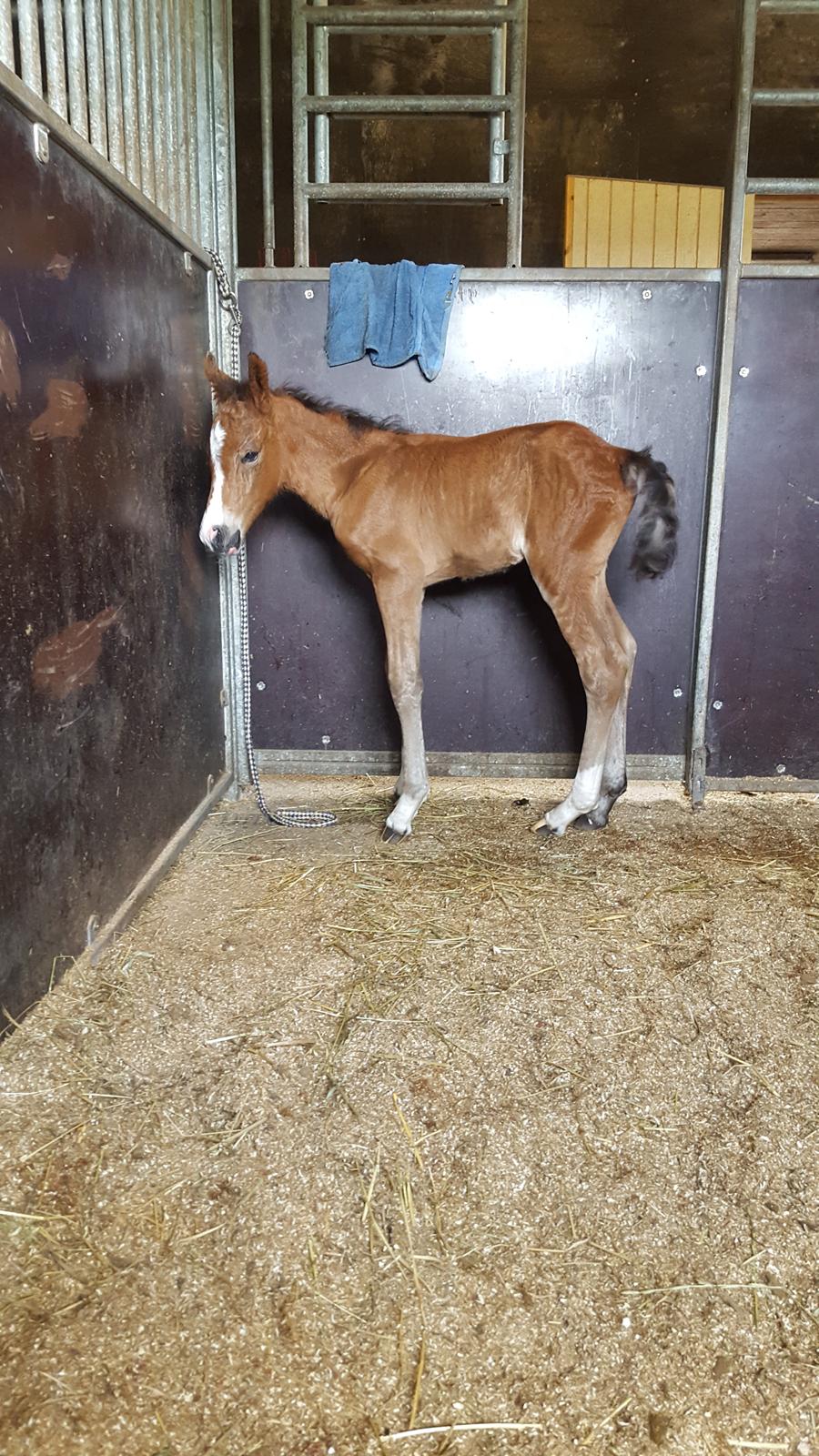 New Forest Harbogaards Solo billede 11