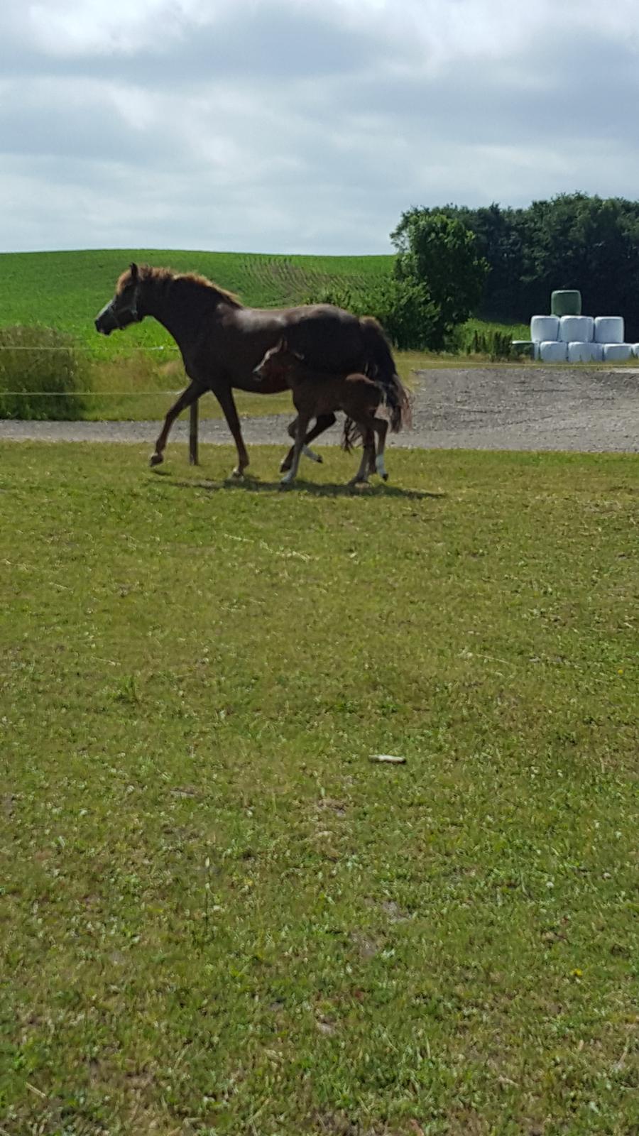 New Forest Harbogaards Solo billede 12