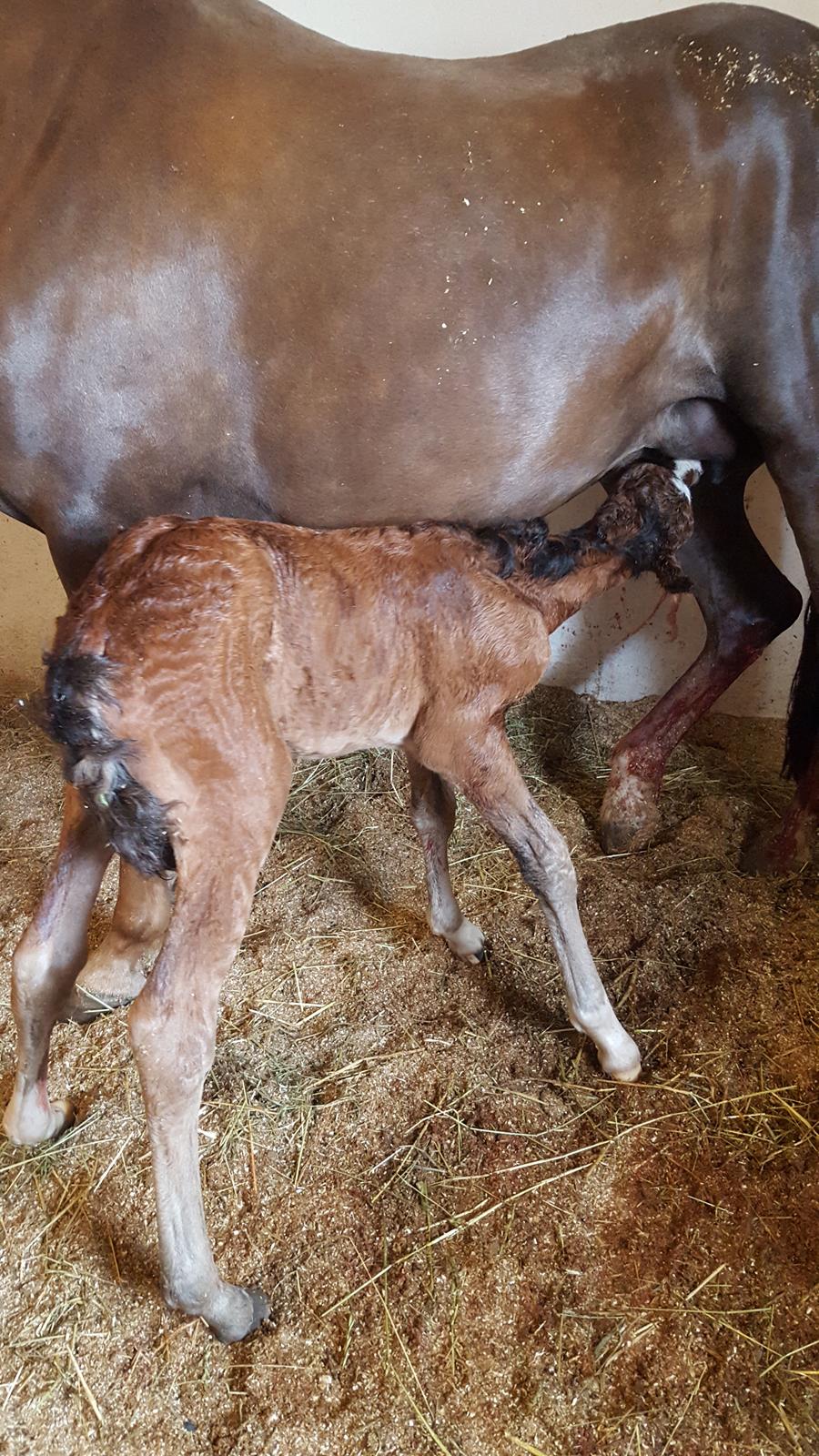 New Forest Harbogaards Solo billede 13