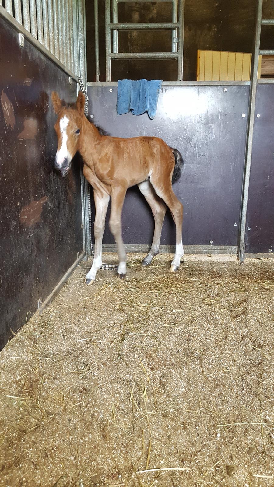 New Forest Harbogaards Solo billede 14