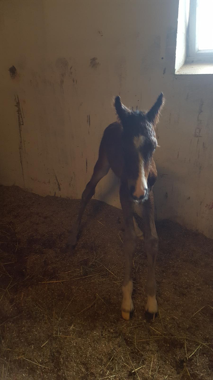 New Forest Harbogaards Solo billede 15