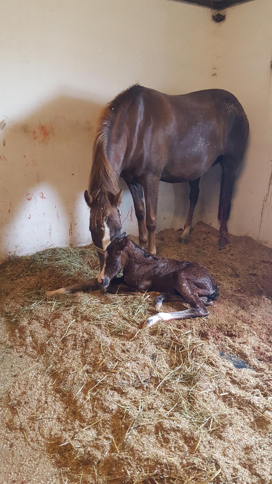 New Forest Harbogaards Solo billede 16