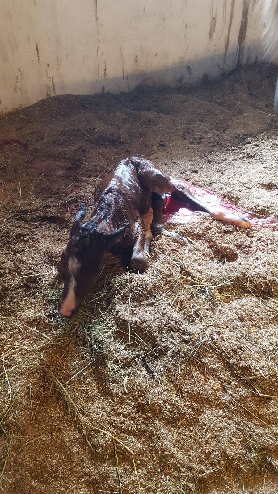 New Forest Harbogaards Solo billede 8