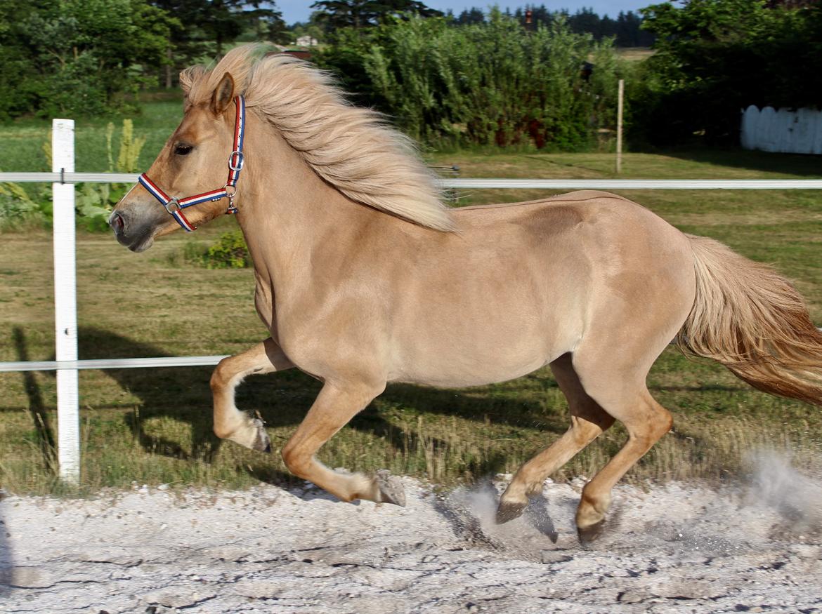 Islænder Sia fra Rivendale billede 4