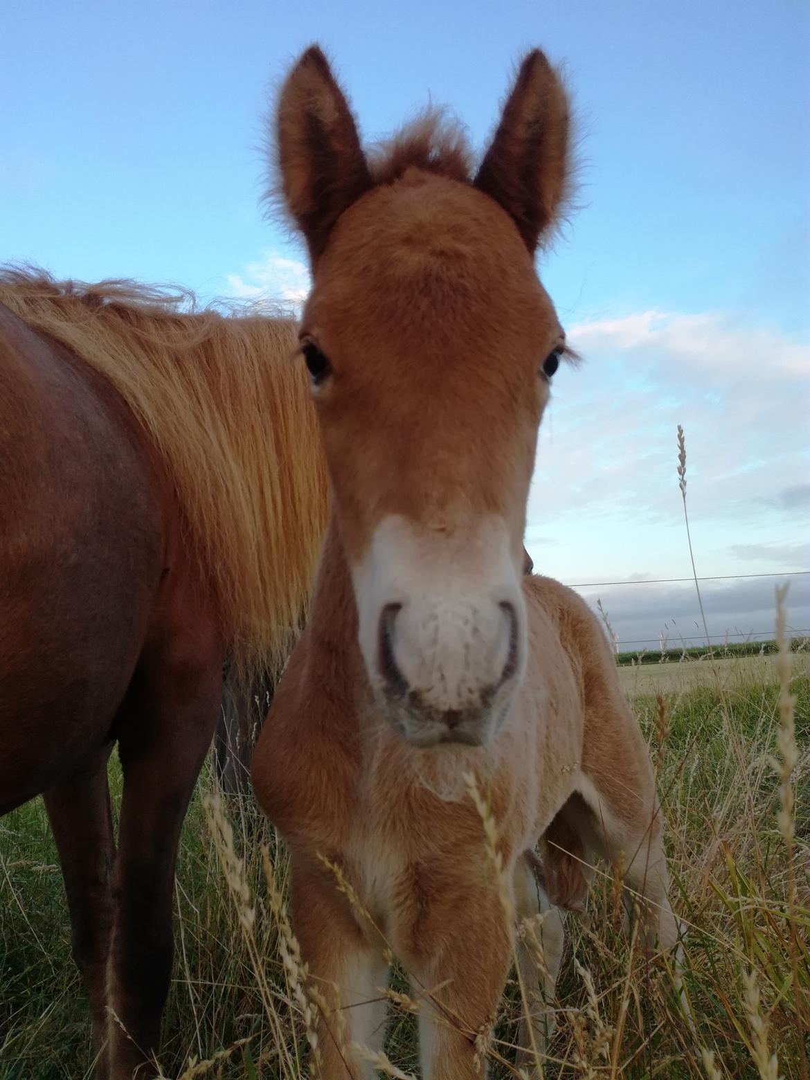 Islænder Gjafar fra Østervang billede 7