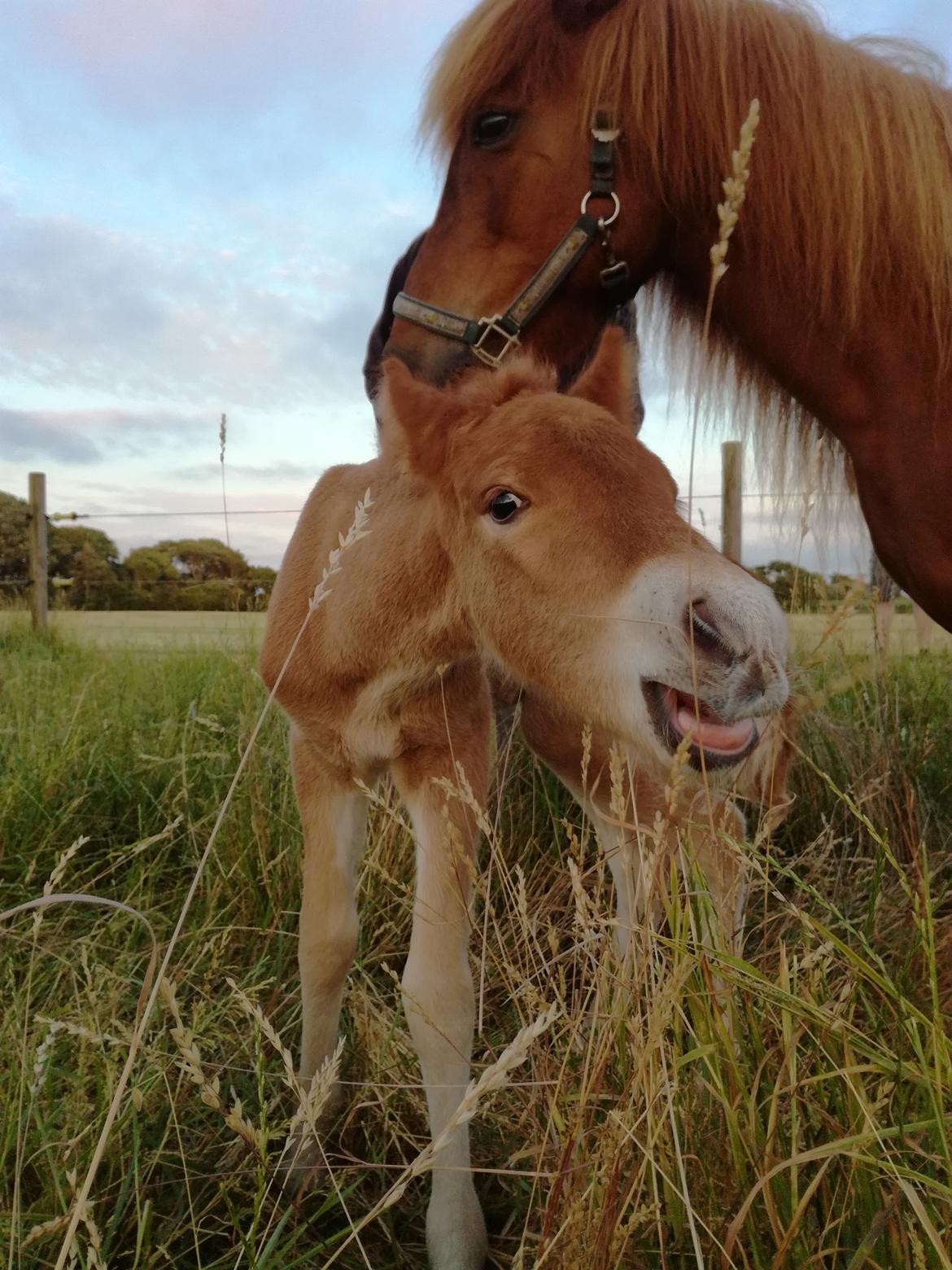 Islænder Gjafar fra Østervang billede 9
