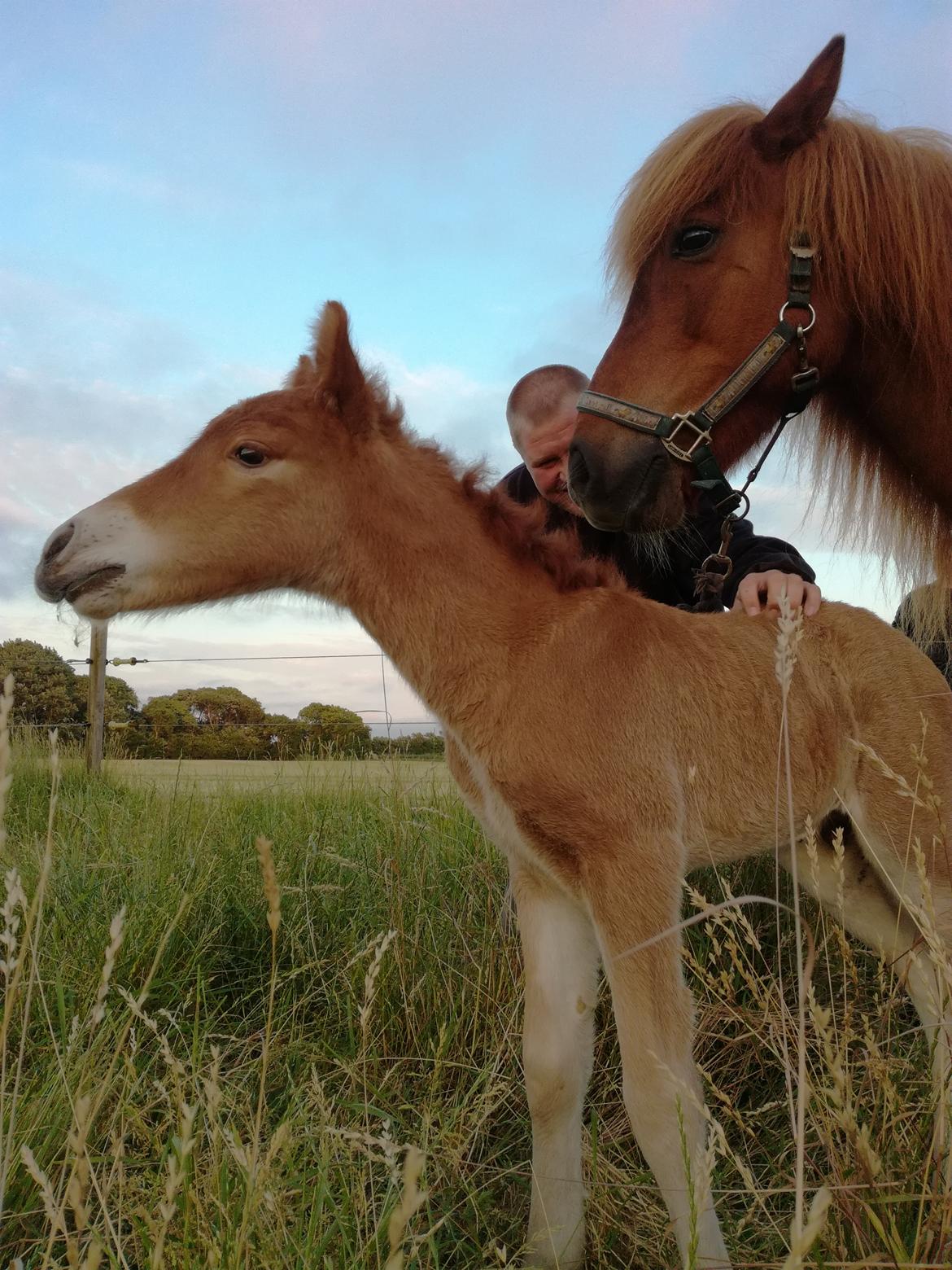 Islænder Gjafar fra Østervang billede 10