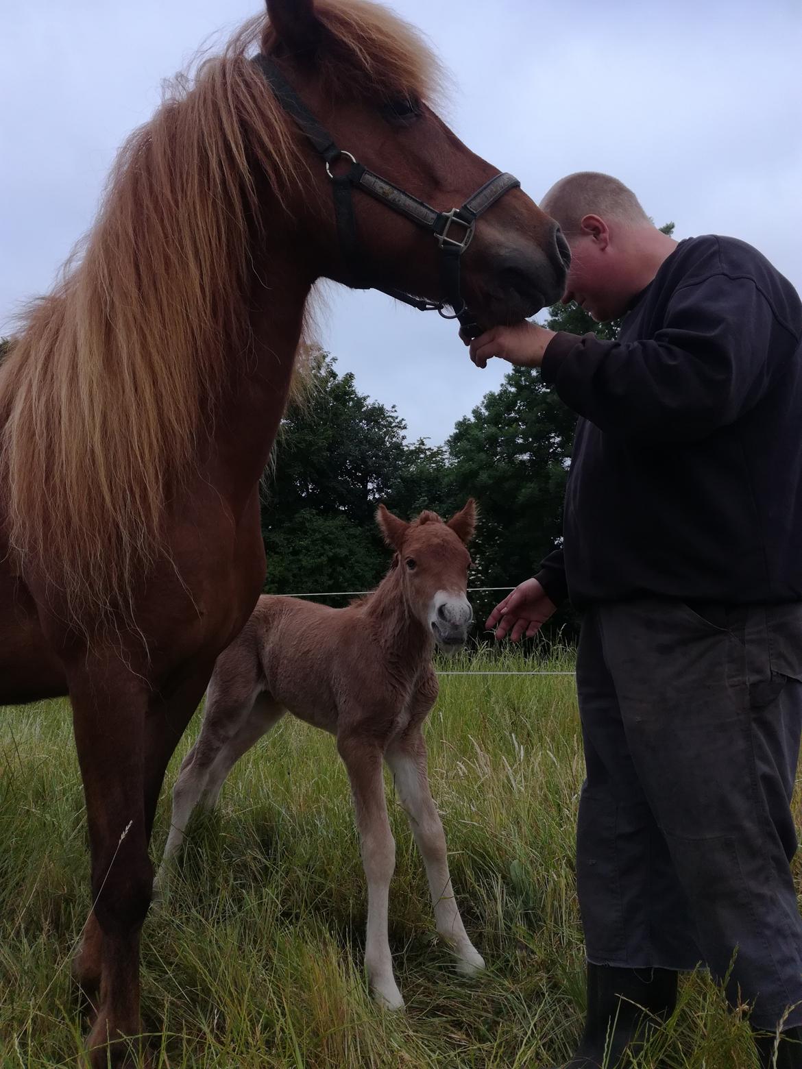 Islænder Gjafar fra Østervang billede 13