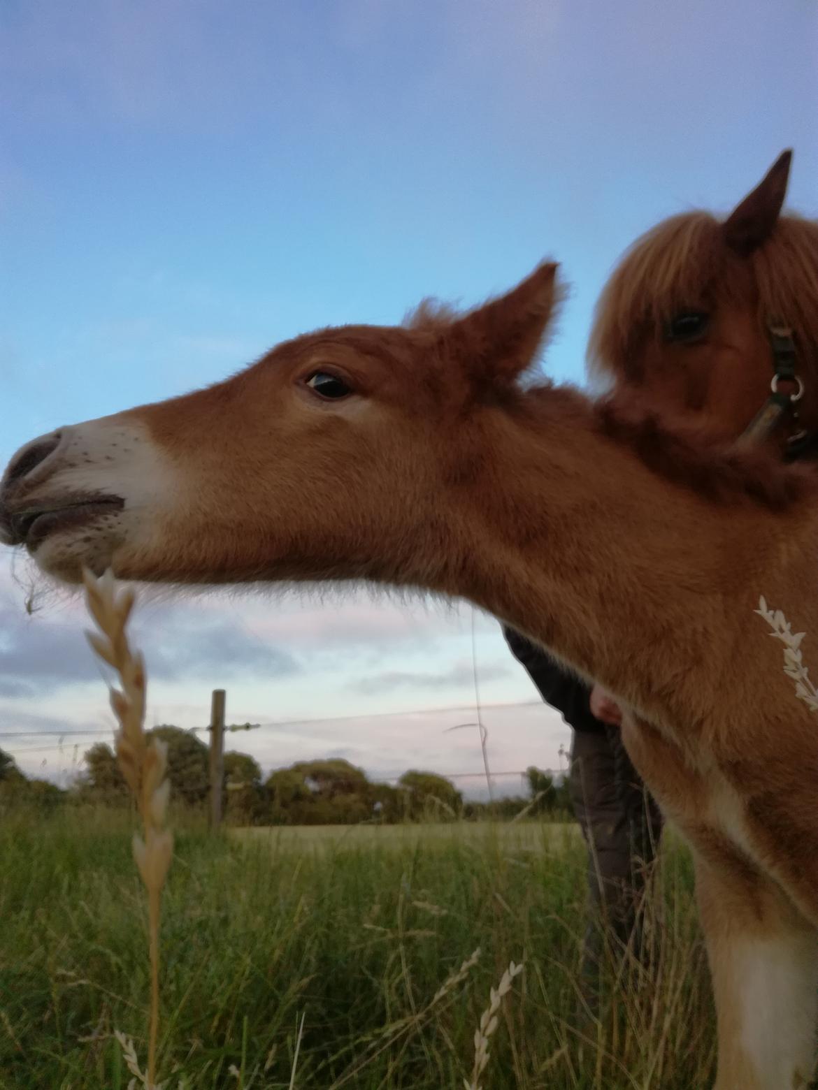 Islænder Gjafar fra Østervang billede 14