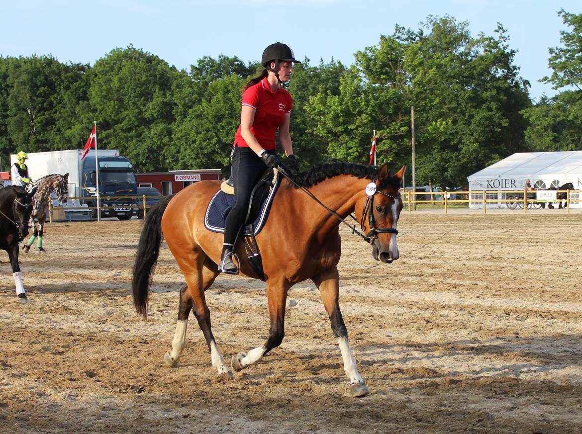 Dansk Varmblod Suzie Q billede 12