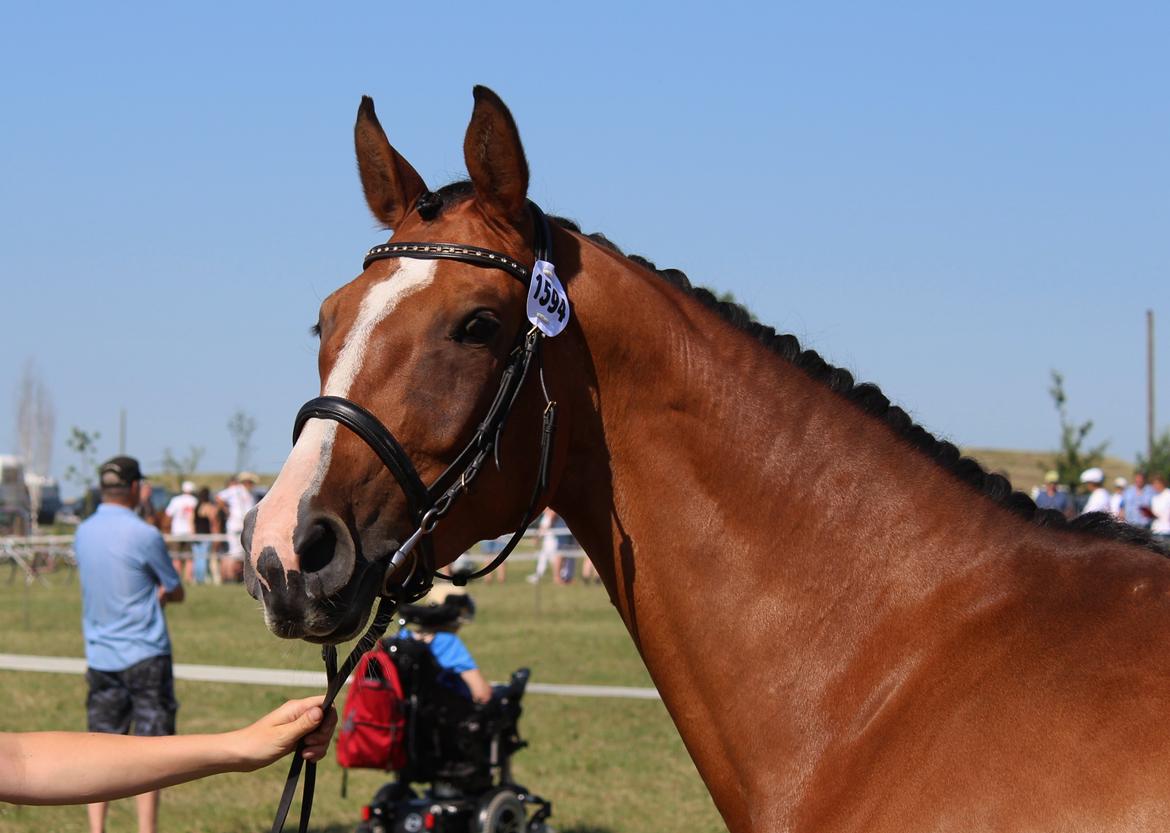 Dansk Varmblod Suzie Q billede 3