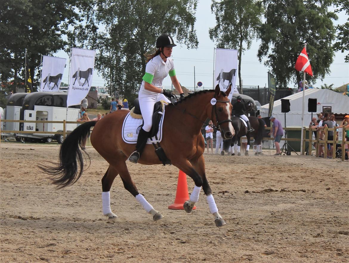 Dansk Varmblod Suzie Q billede 13