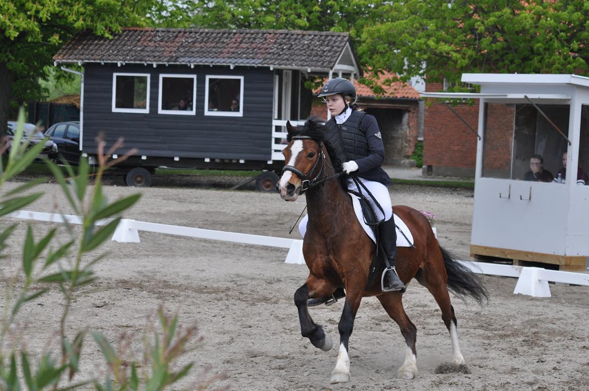 Welsh Pony af Cob-type (sec C) Chopins Obelix (rideskolepony+tidligere part) - Altid fuld fart på stævnebanerne! billede 2