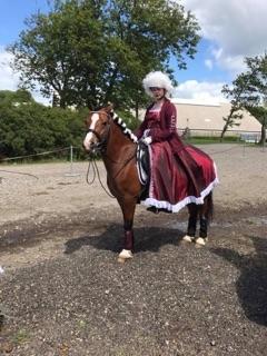 Welsh Pony af Cob-type (sec C) Chopins Obelix (rideskolepony+tidligere part) - Så fin til kvadrille DM 2017 billede 8