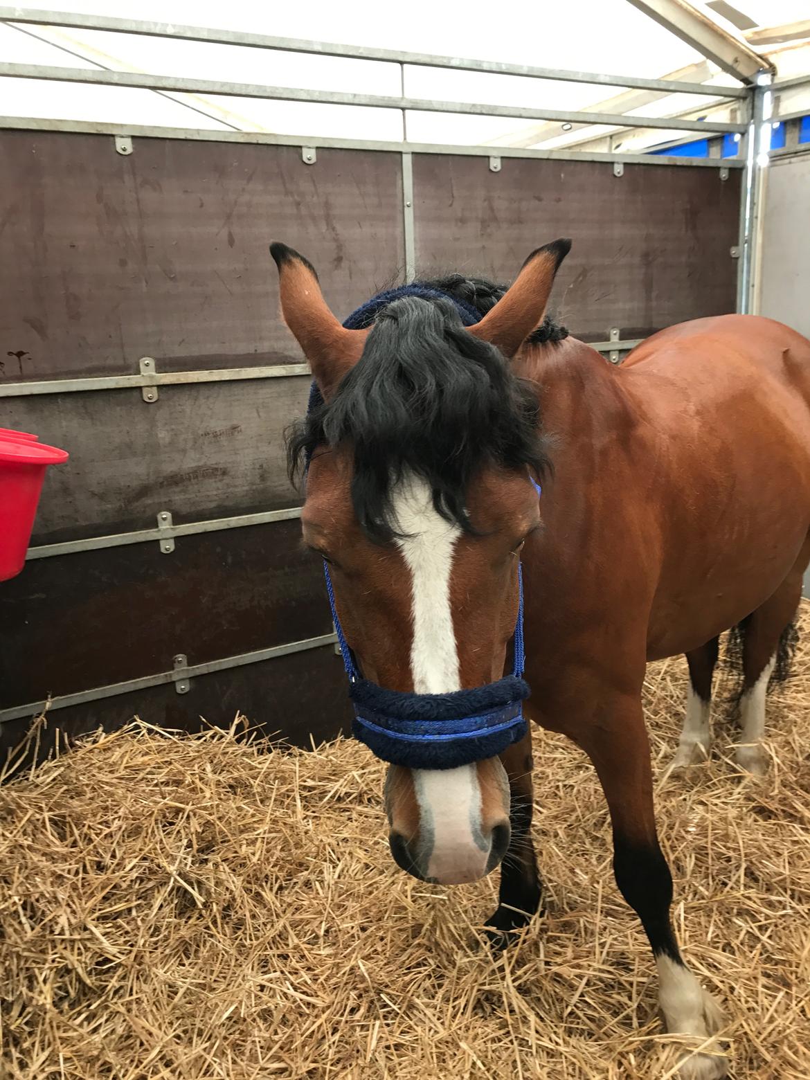 Welsh Pony af Cob-type (sec C) Chopins Obelix (rideskolepony+tidligere part) - Meget træt efter en dejlig weekend til DM i kvadrille med guld<3 billede 9