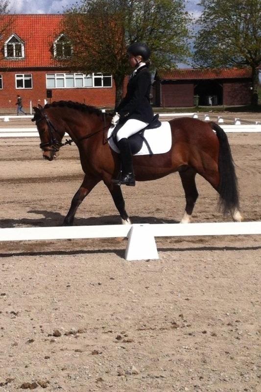 Welsh Pony af Cob-type (sec C) Chopins Obelix (rideskolepony+tidligere part) - Første dressur stævne sammen, hvor vi kom hjem med en 4. plads billede 12