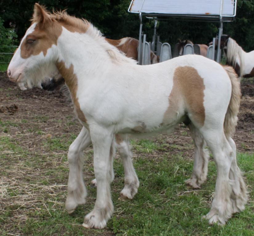 Irish Cob Nydal's Spencer - 15/07/16 Spencer 1 måned gammel, en uge inden jeg mødte ham for første gang. Billede lånt af avler, Helle Gjørup. billede 19