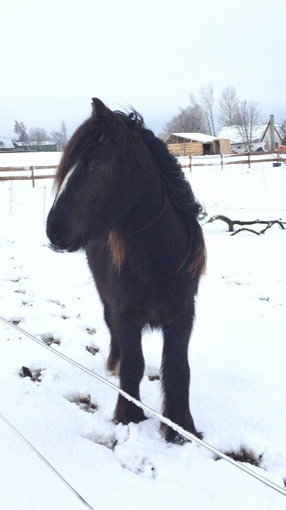 Irish Cob Nydal's Dark Knight of Sorcas - 09/03-18 billede 9