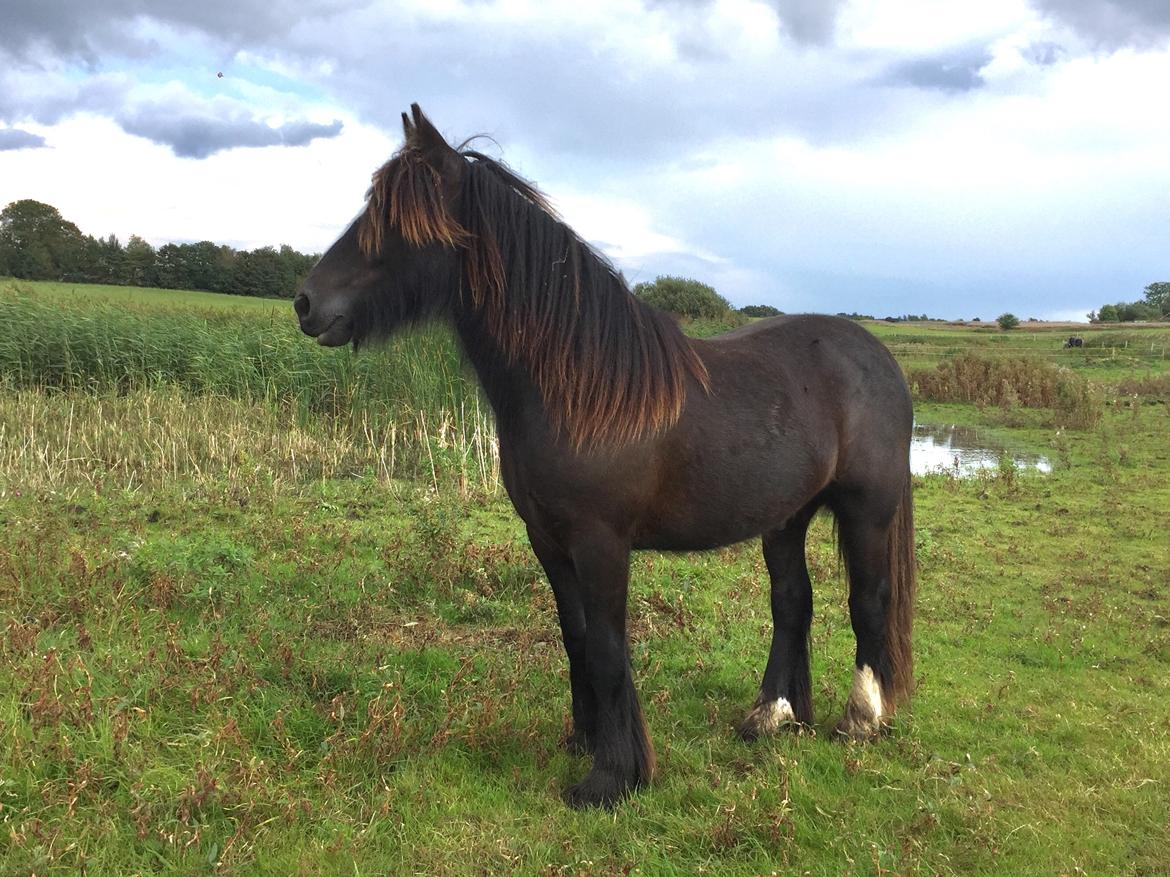 Irish Cob Nydal's Dark Knight of Sorcas - 17/09-17 billede 11