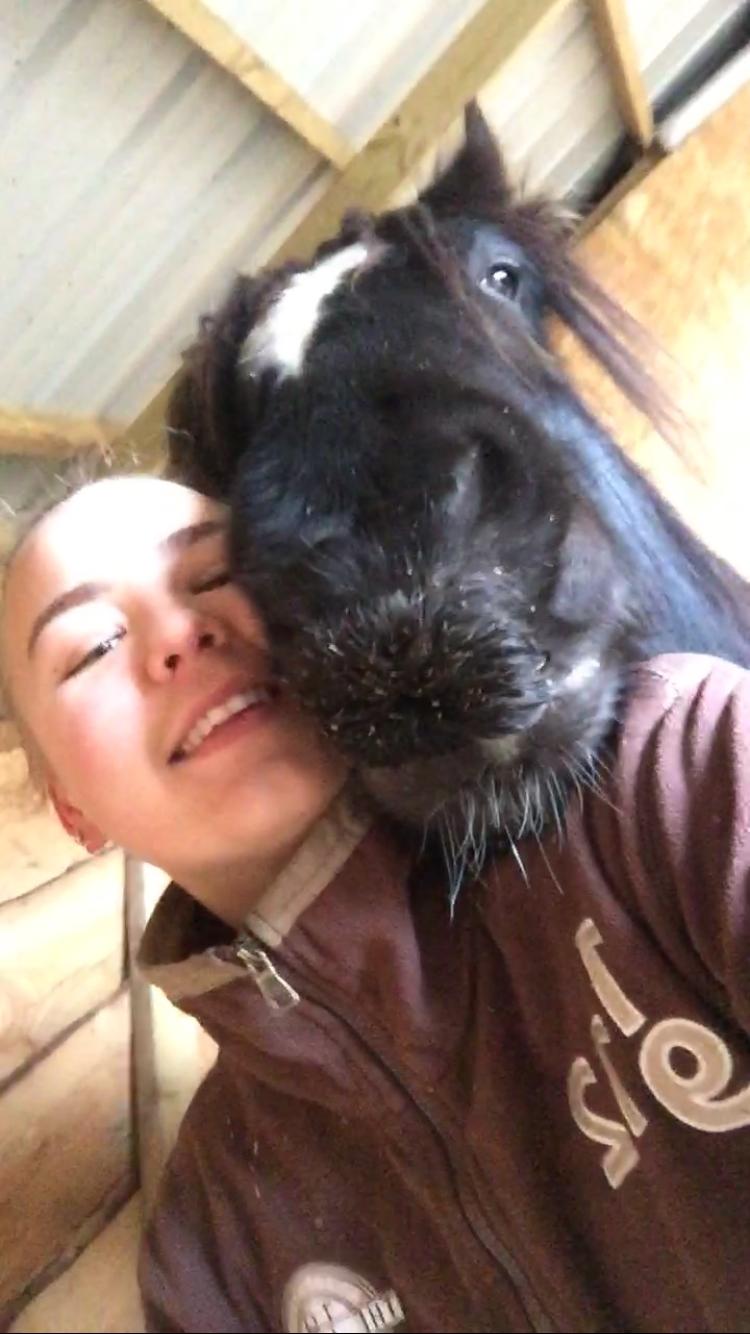 Irish Cob Nydal's Dark Knight of Sorcas - 01/02-18 præcis et år siden Sorcas flyttede over i min varetægt. billede 10