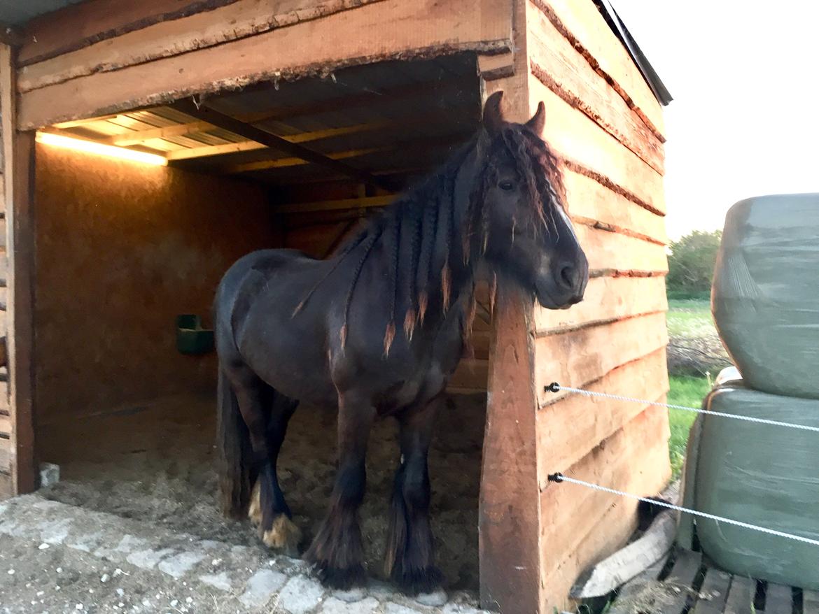 Irish Cob Nydal's Dark Knight of Sorcas - 10/05-18 billede 8