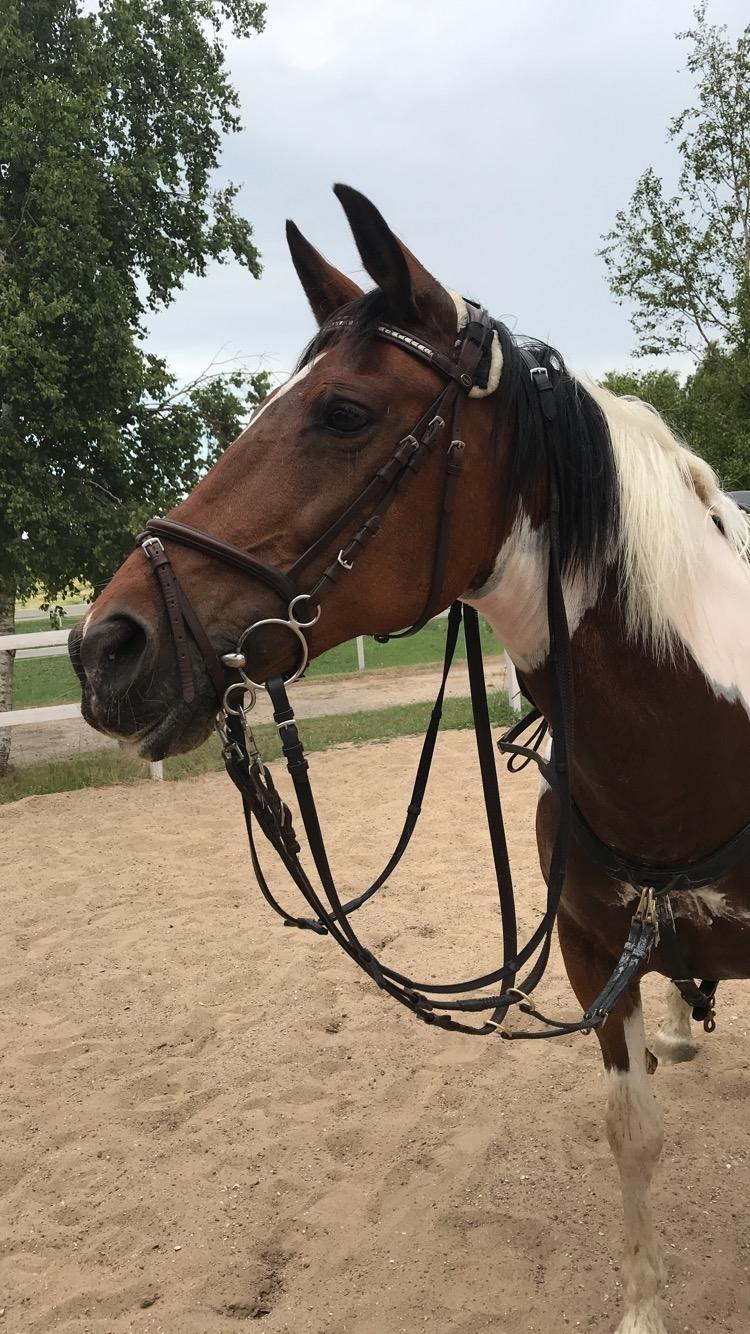 Anden særlig race Tulle Ørnhøj billede 4