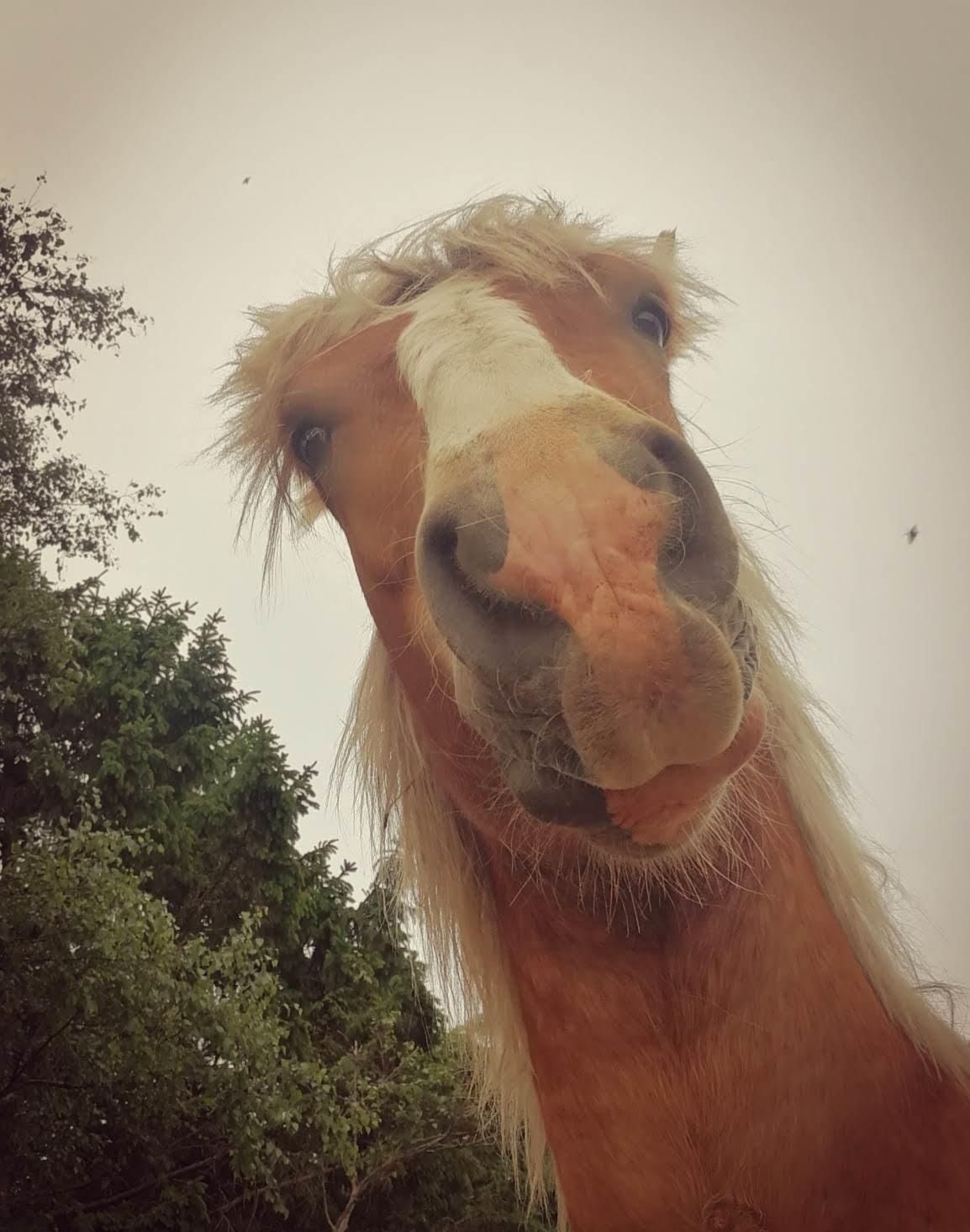 Jyde Triton Tindbæklund billede 13