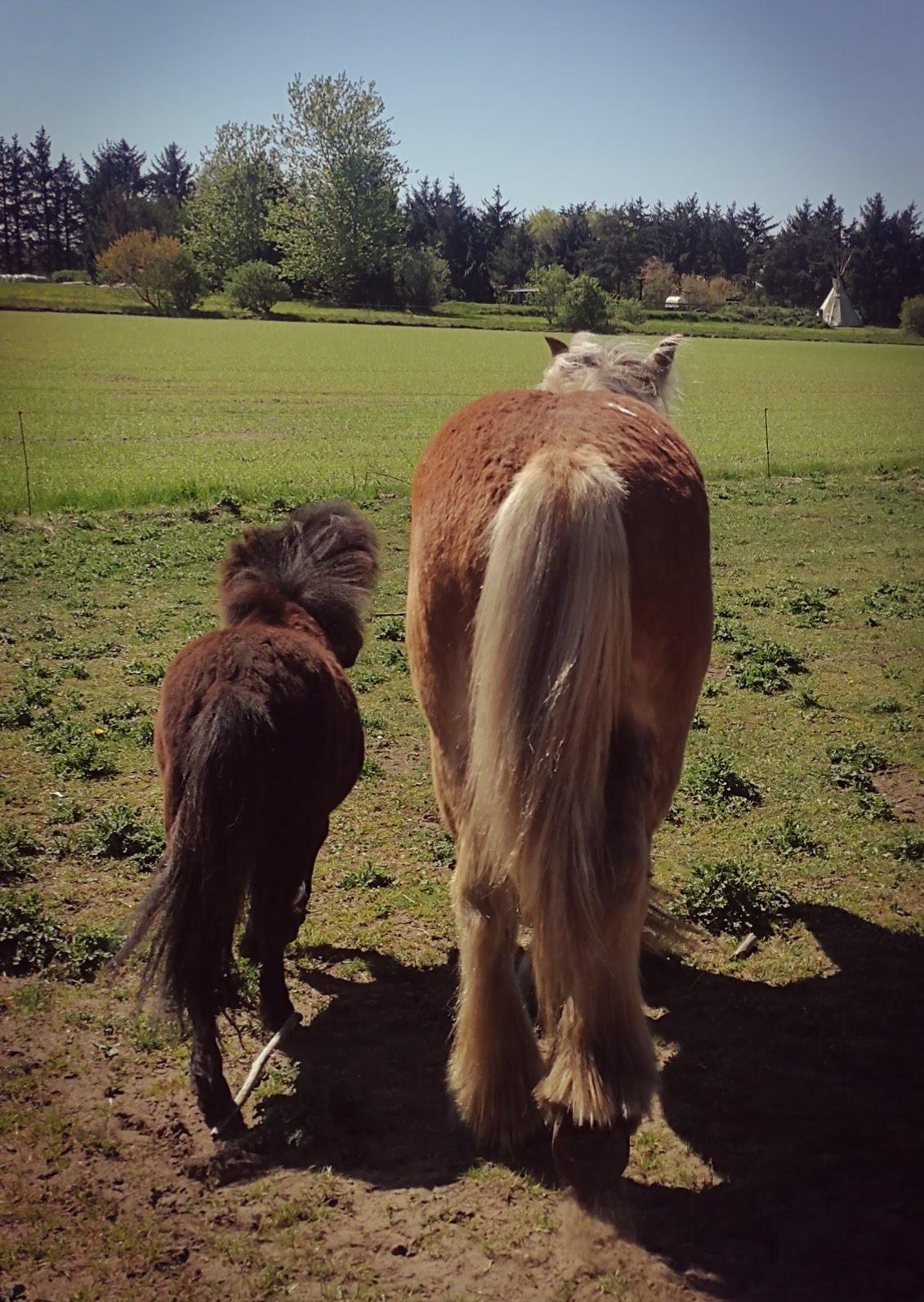Jyde Triton Tindbæklund billede 14