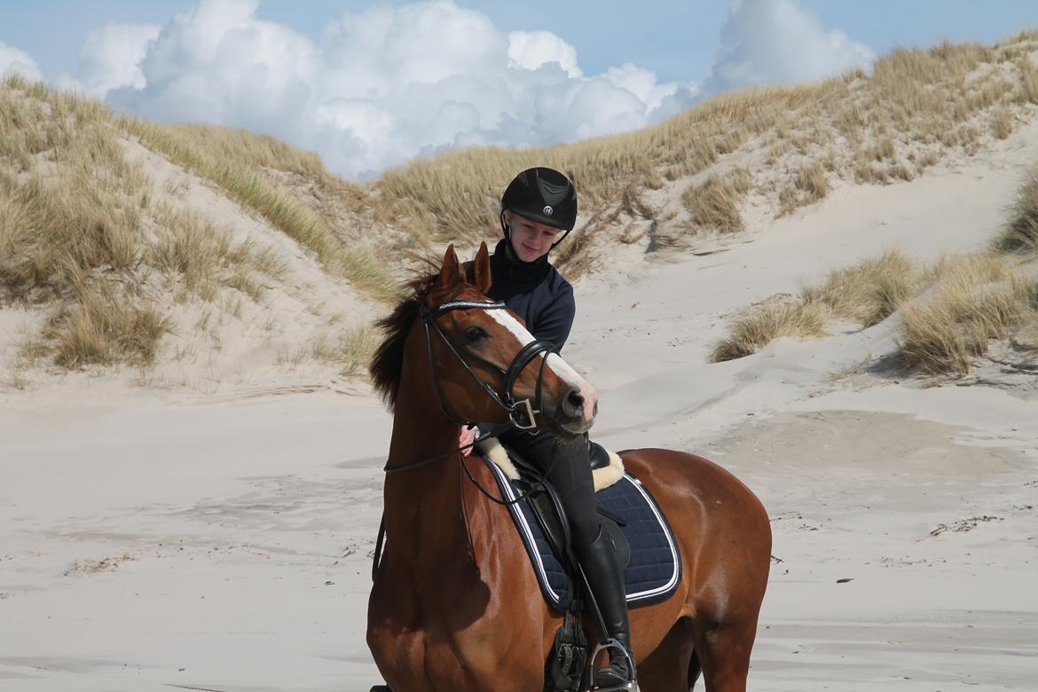 Dansk Varmblod Hejbøls dea'de billede 3