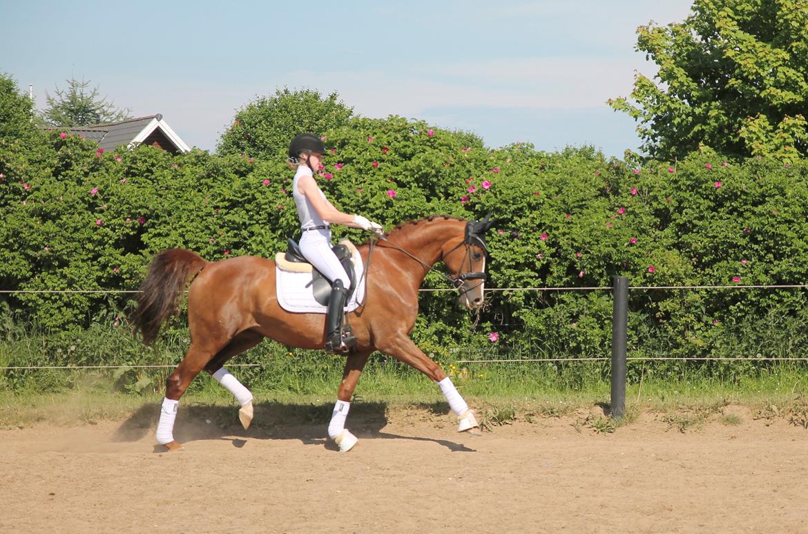 Dansk Varmblod Hejbøls dea'de billede 1