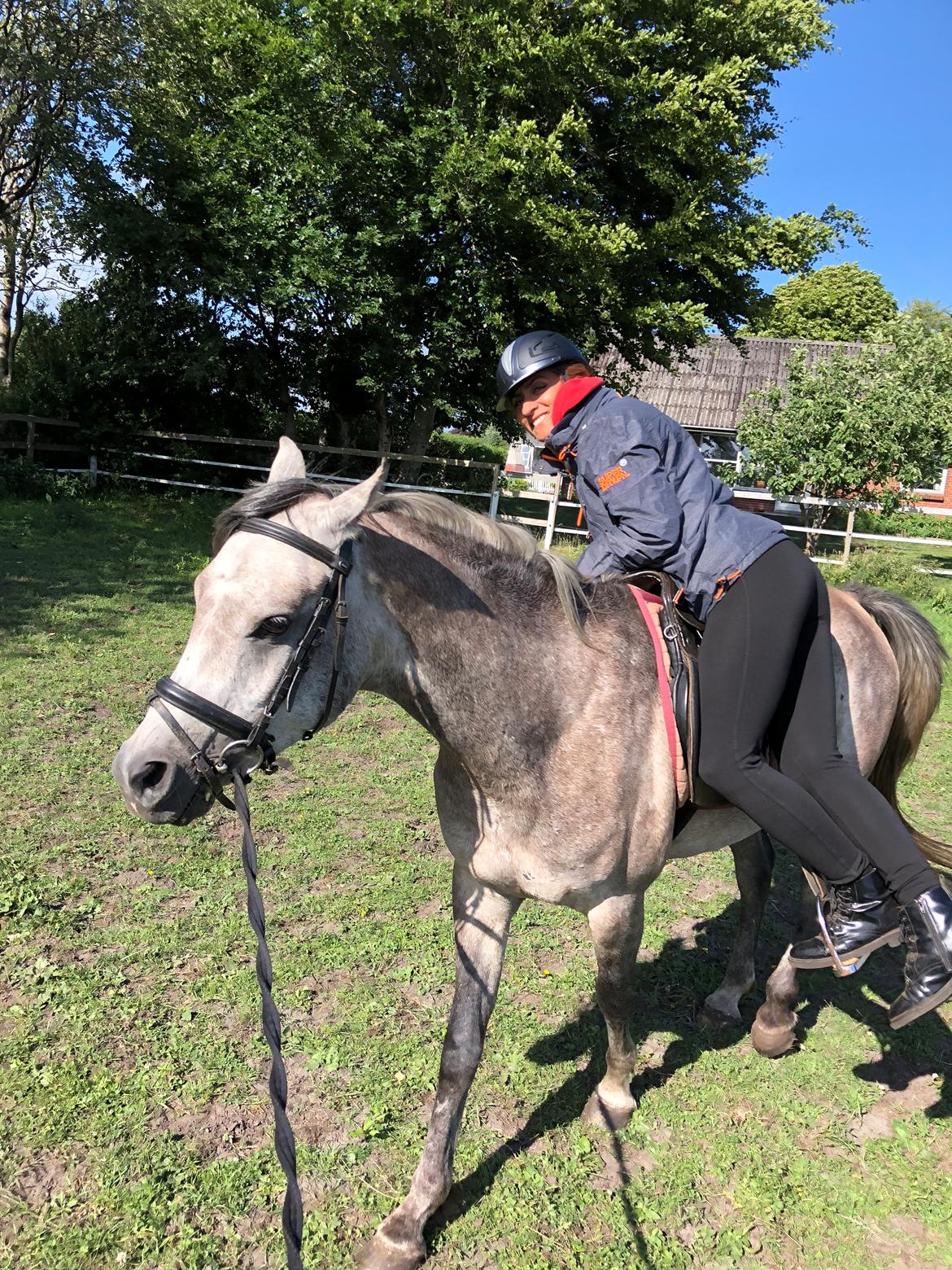 Arabisk fuldblod (OX) Dy zephyr ox billede 18