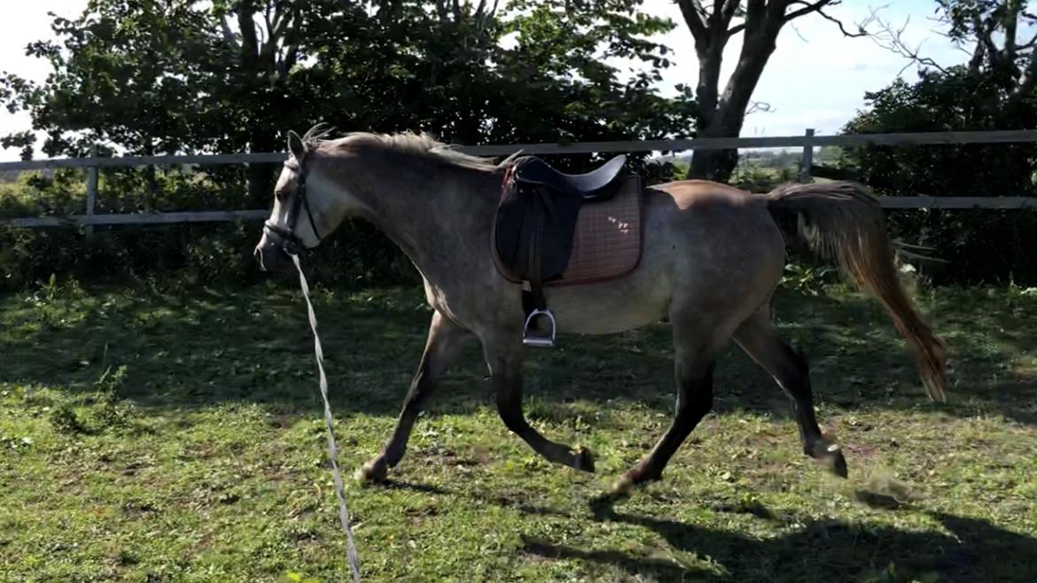 Arabisk fuldblod (OX) Dy zephyr ox billede 19