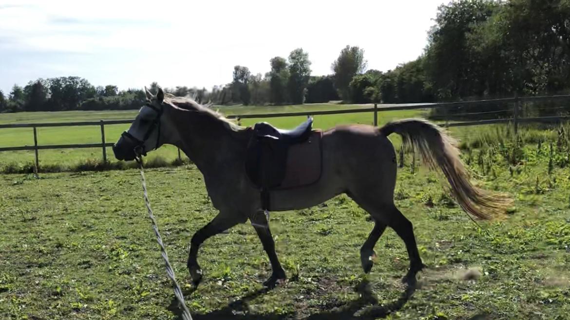 Arabisk fuldblod (OX) Dy zephyr ox billede 20