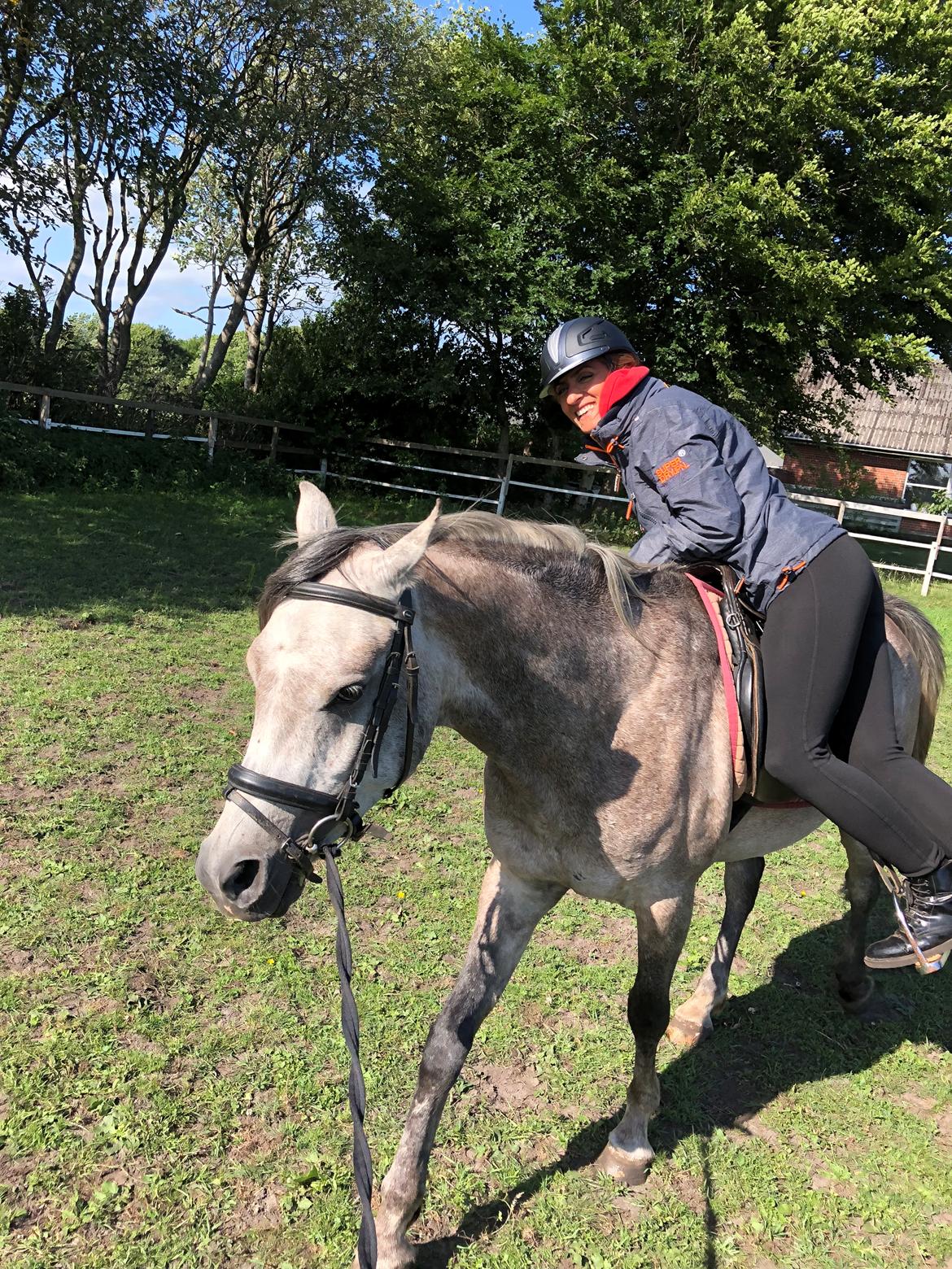 Arabisk fuldblod (OX) Dy zephyr ox billede 17