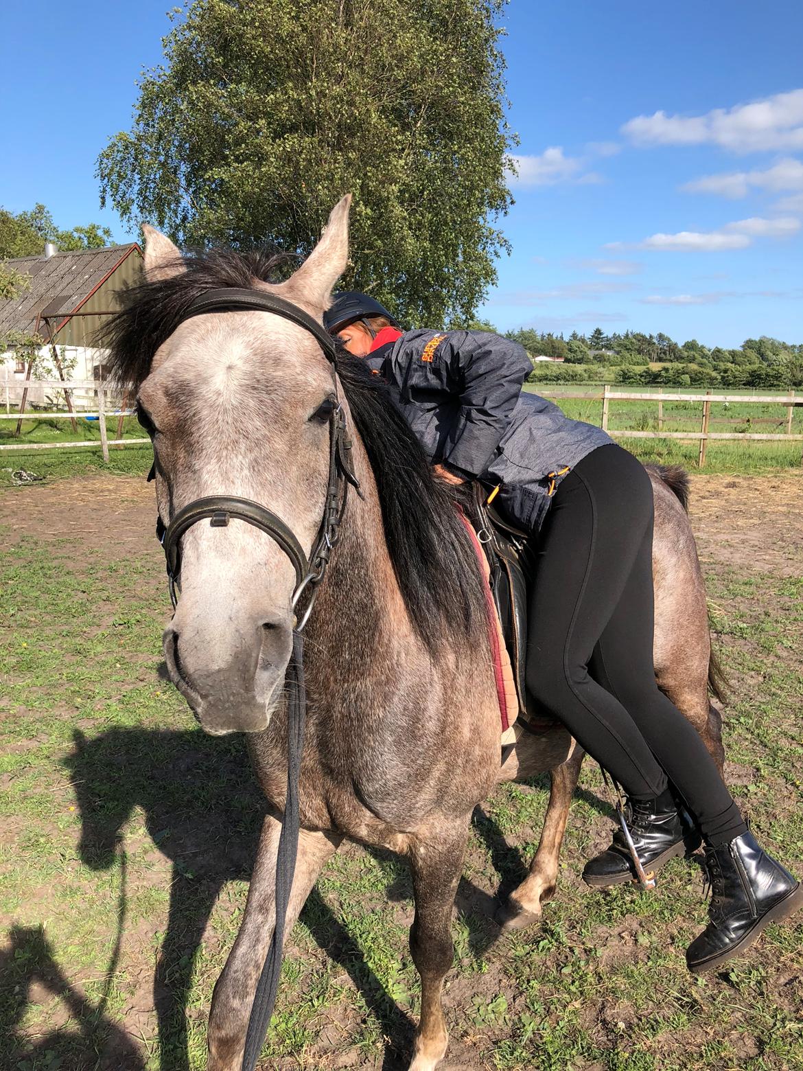 Arabisk fuldblod (OX) Dy ameer pasha ox billede 27