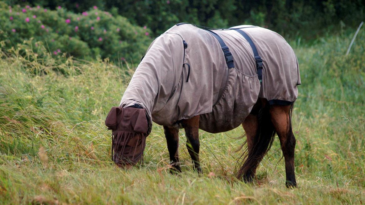 Islænder Galfir frá Hrafnsstöðum billede 6