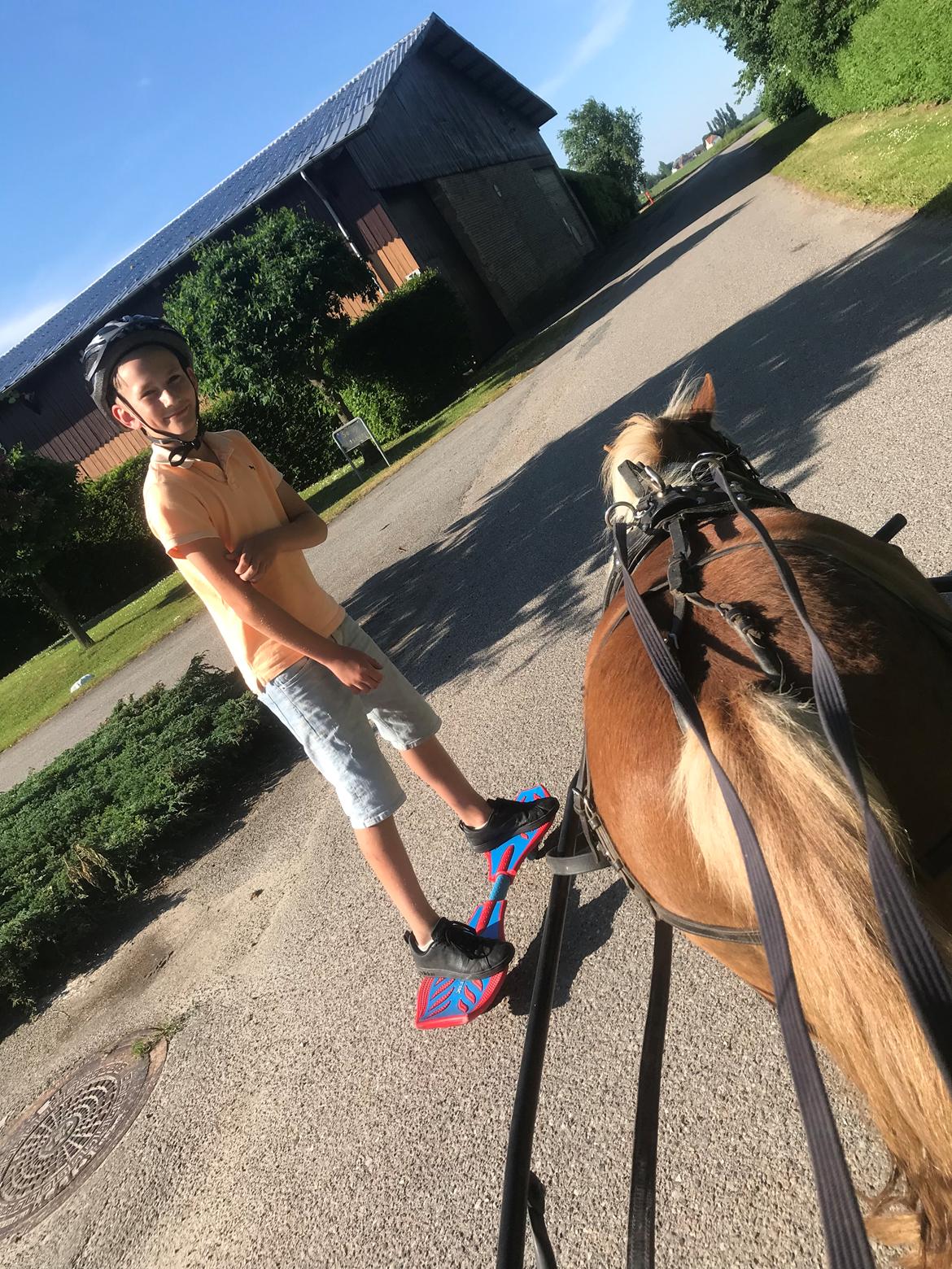 Shetlænder Møllegårdens Rachel( kaldet Molly ) billede 1