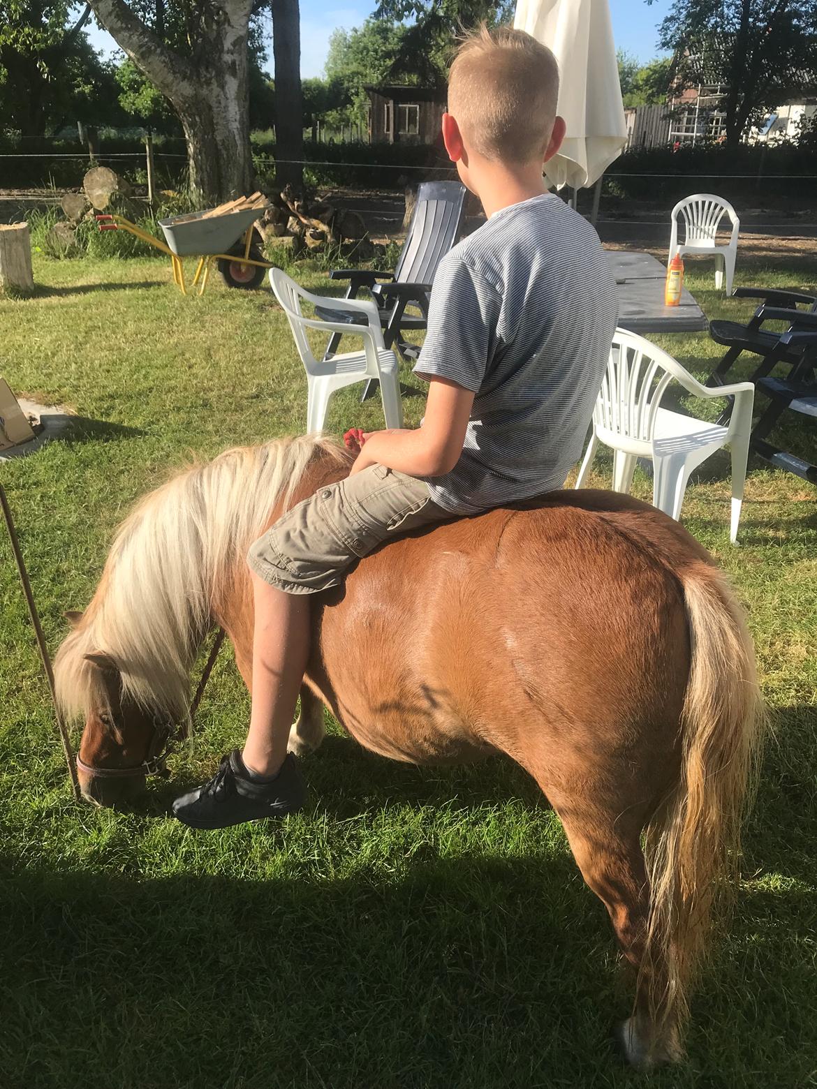 Shetlænder Møllegårdens Rachel( kaldet Molly ) billede 5