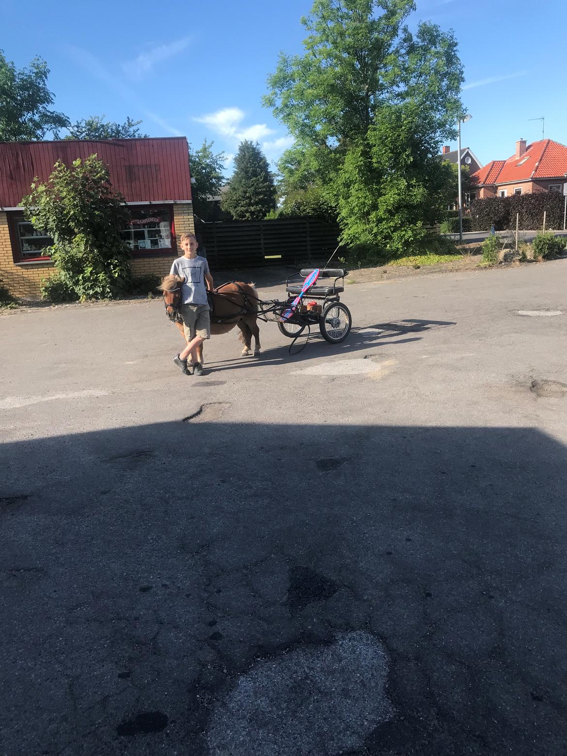 Shetlænder Møllegårdens Rachel( kaldet Molly ) billede 2